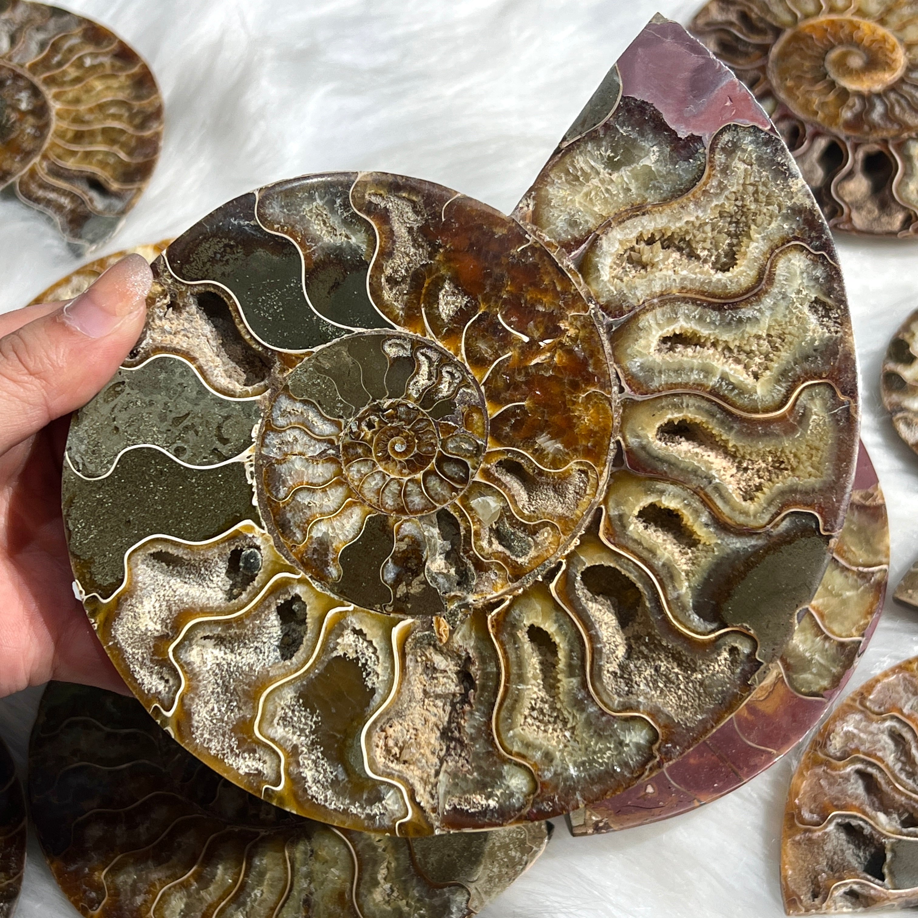 Ammonite Fossil Slices For Sale