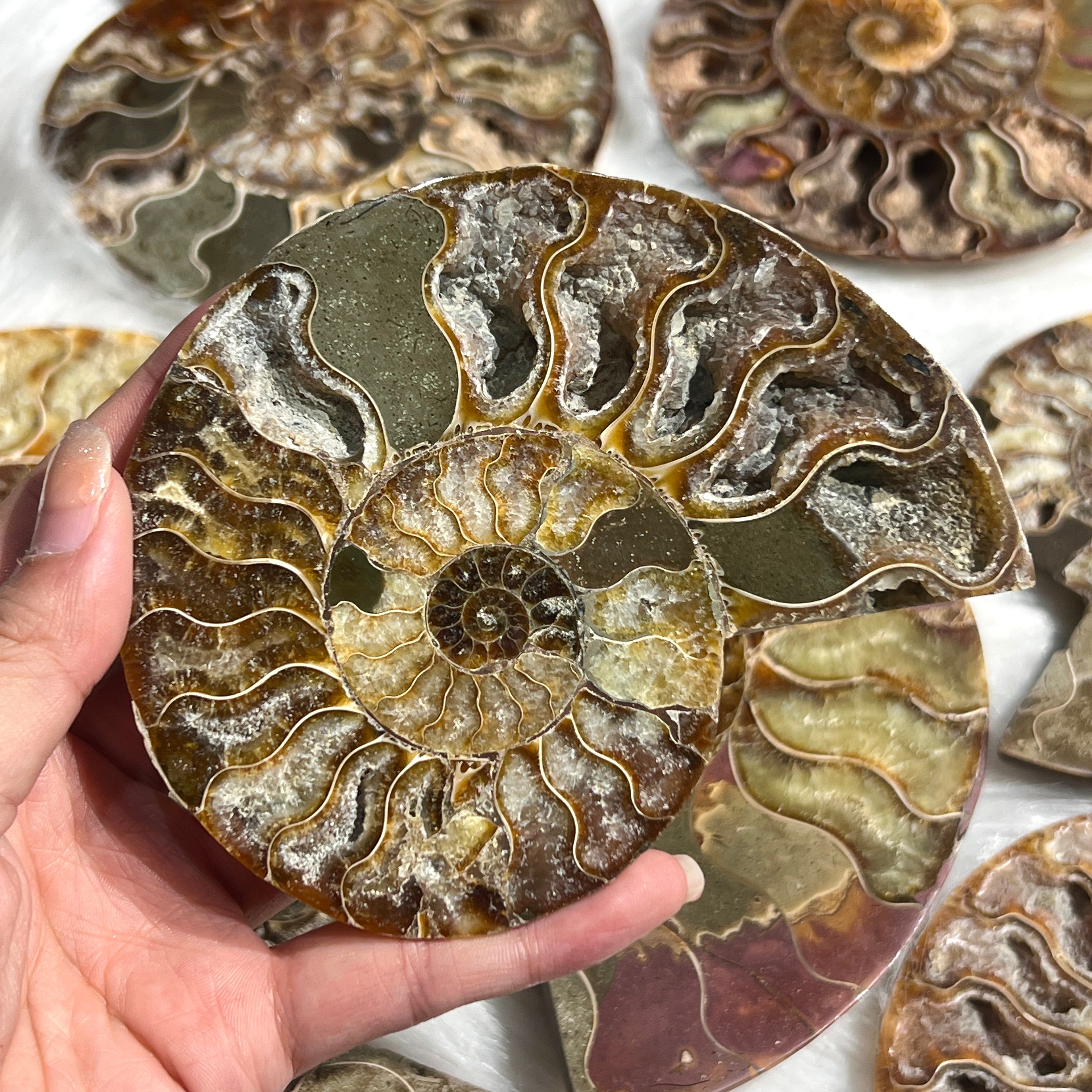 Ammonite Fossil Slices For Sale