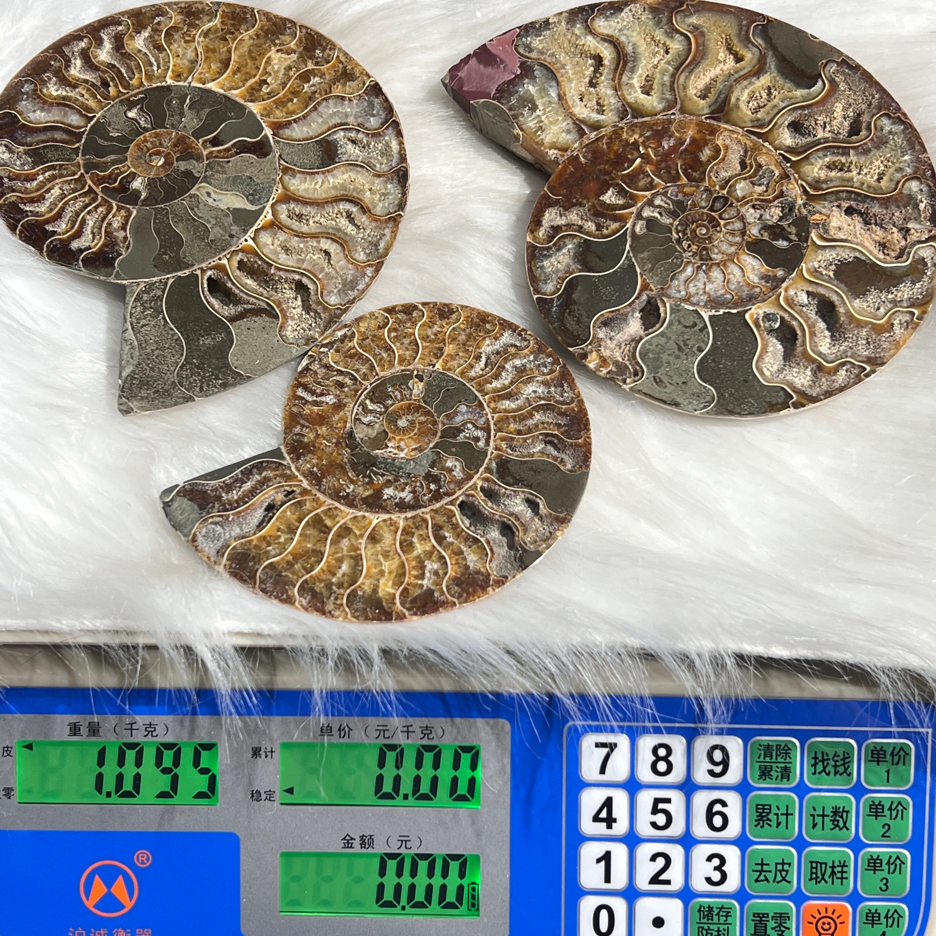 Ammonite Fossil Slices For Sale